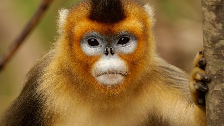 Ein Affe, der direkt in die Kamera blickt und sich mit einer Pfote an einem Baum abstützt.