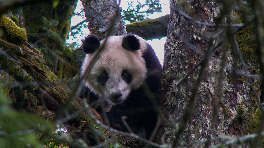 Ein Panda im Wald.