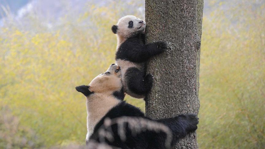 Ein Pandajunge hängt an einem Baum, darunter ist die Mutter, die ihm beim Klettern hilft.
