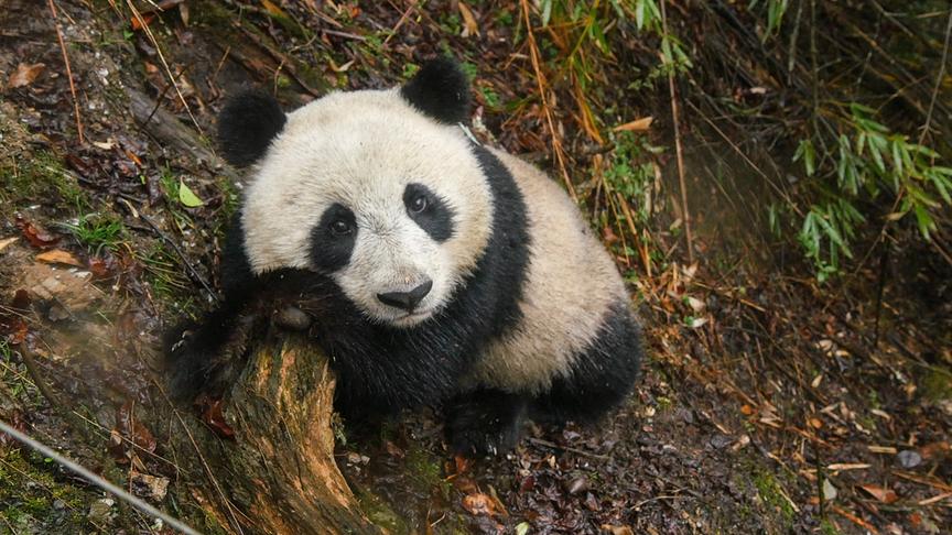 Ein Panda liegt am Waldboden und blickt in die Kamera. 