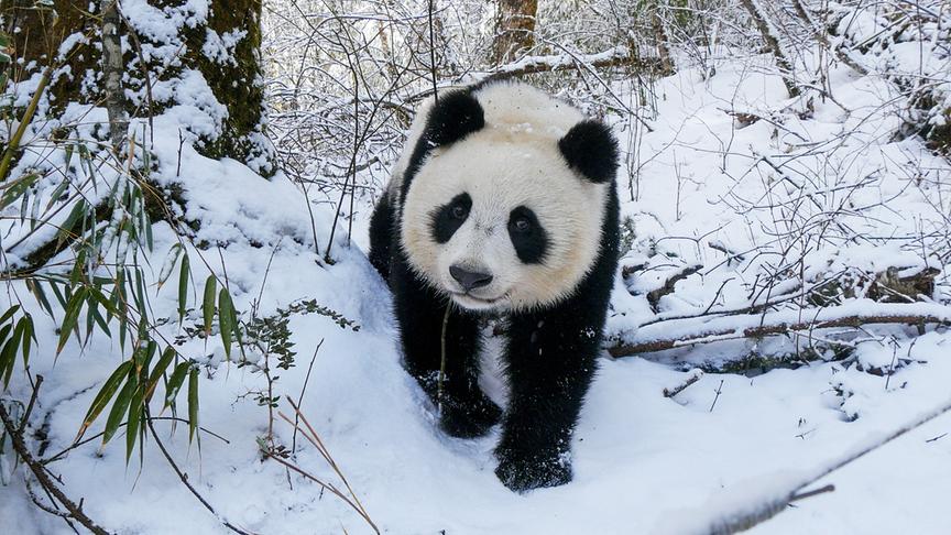 © Foto: ORF/China Aviation Pictures/Panda Kingdom Photos Ein Panda streift durch einen verschneiten Wald.