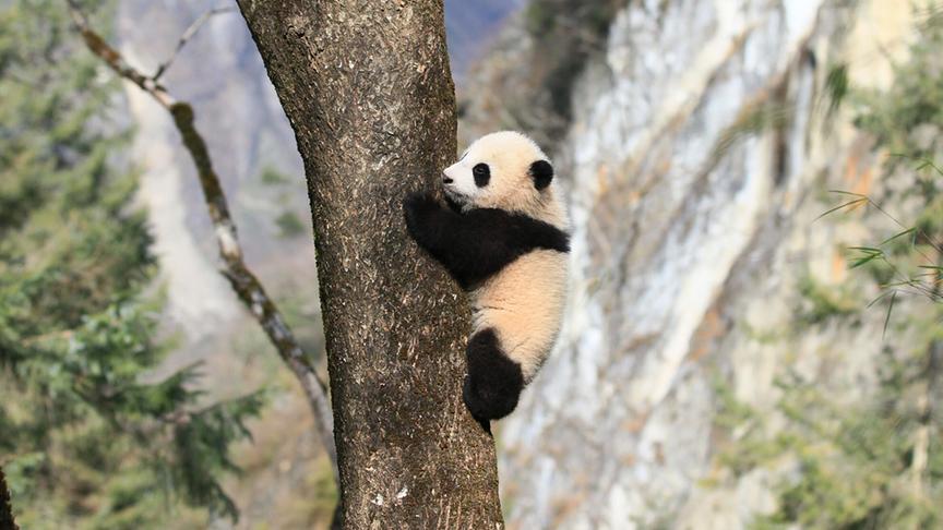 Ein Pandajunges klammert sich am einem Baum fest.