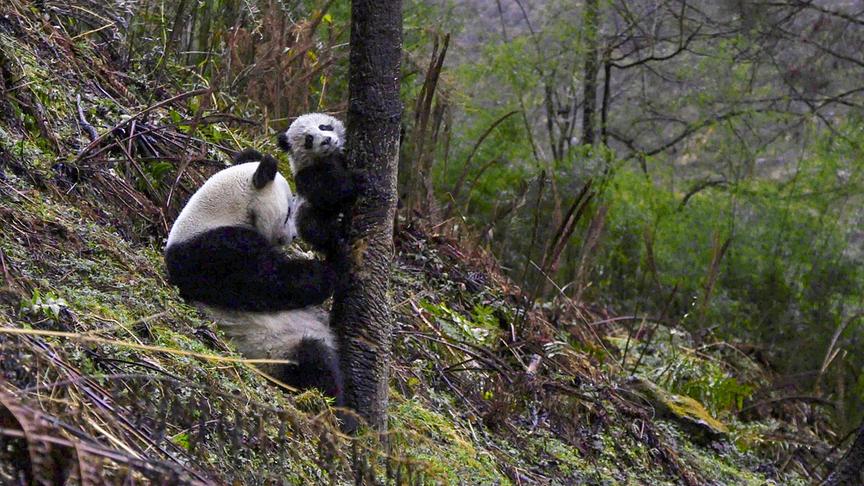 Ein Pandajunges hält sich an einem Baum fest, die Mutter sitzt darunter. 