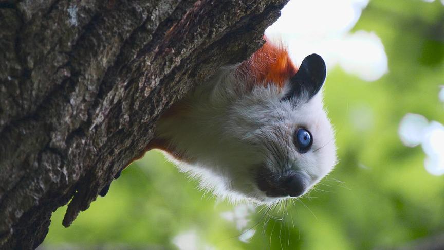 Ein Flughörnchen mit hellblauen Augen späht hinter einem Baum hervor.