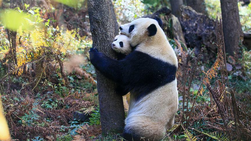 Eine Pandamutter trägt ihr Pandajunges und krallt sich in einem Baum fest.