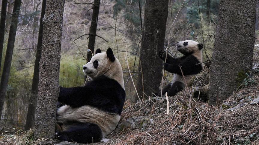 Zwei Pandas sitzen im Wald vor Bäumen.