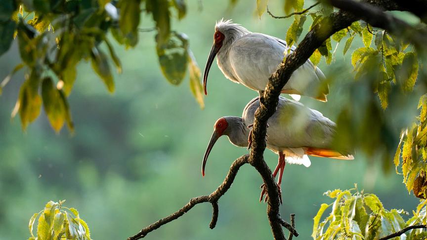 © Foto: ORF/China Aviation Pictures/Panda Kingdom Photos Zwei Ibisse sitzen nebeneinander auf einem Ast.