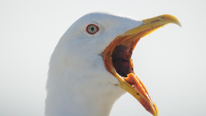 Im Bild: Die Möwen dulden die Menschen, kommen sie jedoch ihrem Nachwuchs zu nah, ertönt lautes Protestgeschrei.