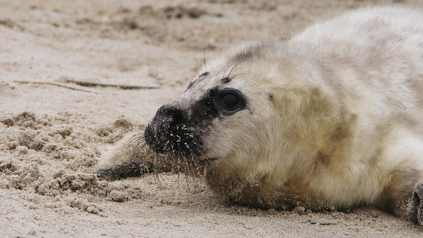 Im Bild: Schutz suchend duckt sich die junge Kegelrobbe in den Sand – der Wind ist stark, und das Leben im rauen Küstenklima will erst gelernt sein.