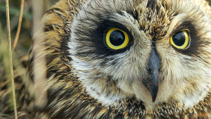 Im Bild: Im hohen Gras der Salzwiesen lauert ein Jäger – Die Sumpfohreule.