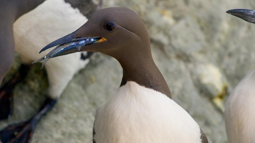Im Bild: An Anfang seines Lebens muss jede Trottellumme Mut beweisen und den Sprung von der Klippe wagen.