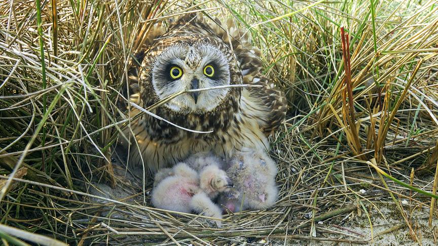 Im Bild: Das Weibchen verlässt das Nest nicht und wartet auf ihren Partner, der hoffentlich bald von der erfolgreichen Jagd zurückkehrt.