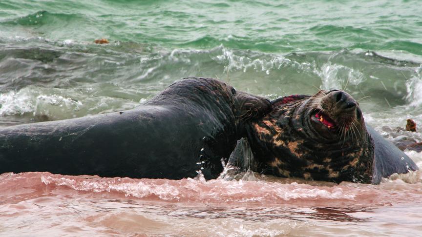 Im Bild: An Land muss sich die junge Kegelrobbe auch vor den eigenen Artgenossen in Acht nehmen.