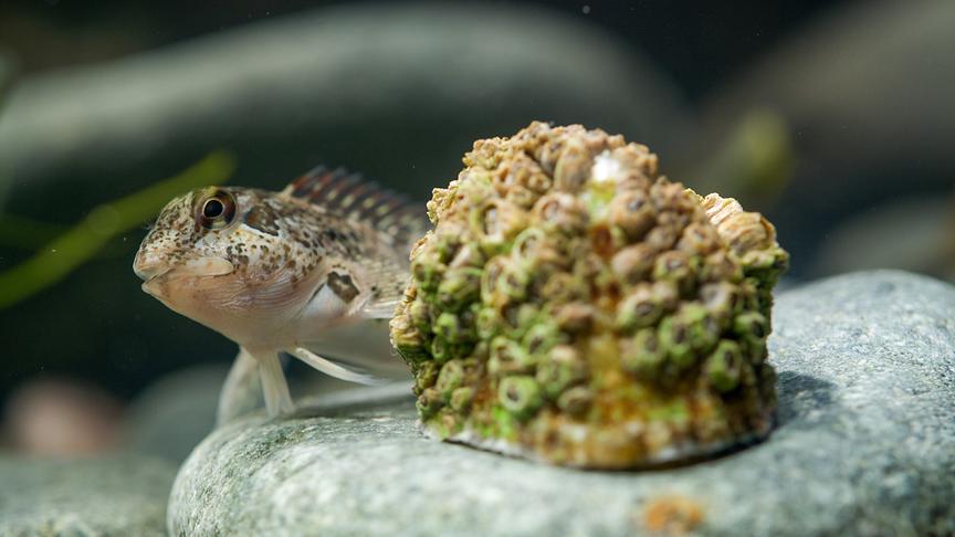 Im Bild: Der Schleimfisch und die Napfschnecke sind Nachbarn im Felsenpool.