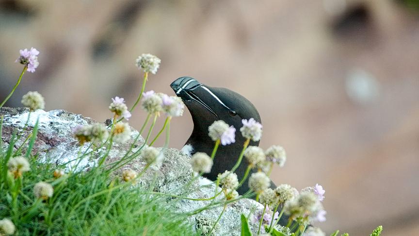 Im Bild: Ein häufiger Nachbar der Trottellummen Kolonie ist der Tordalk.