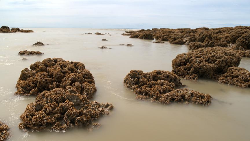 Im Bild: Diese Strukturen wurden nicht etwa von einem Architekten entworfen, sie sind das Werk der Trichterwürmer.