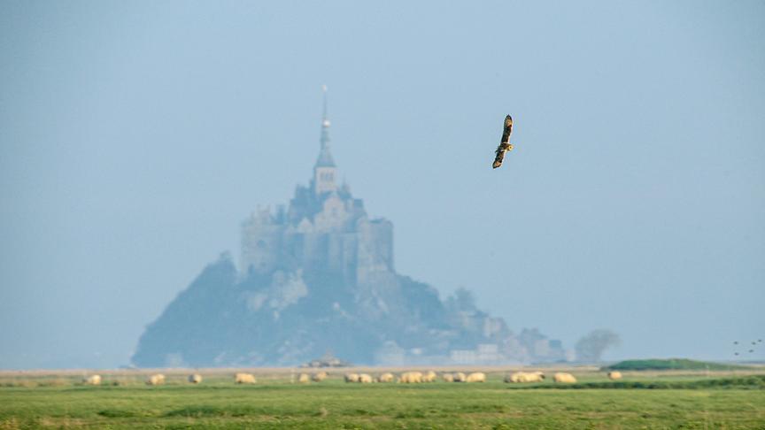 Im Bild: Die Vögel waren lange Zeit die einzigen, die den Mont-Saint-Michel ungehindert besuchen konnten.