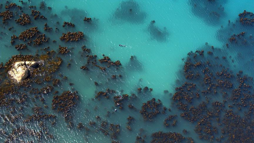 Im Bild: Robbenkolonie in Plettenberg Bay (Südafrika).