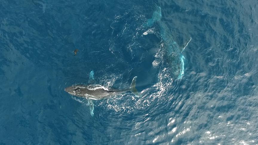 Im Bild: Buckelwale in der Saldanha Bay (Südafrika).