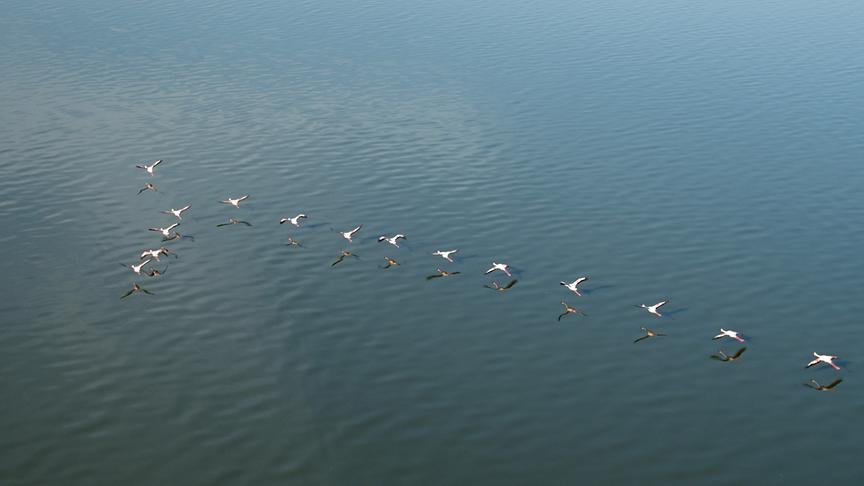 Im Bild: Flamingos fliegen über den Elementaitasee (Kenia).