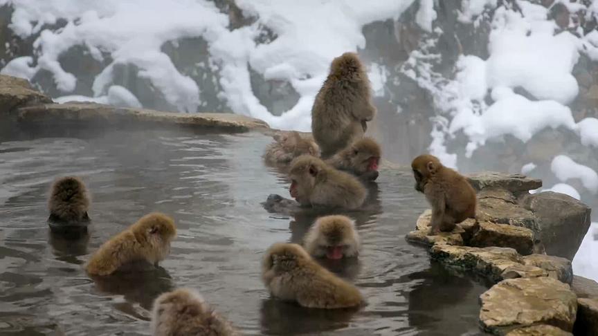 Im Bild: Makaken in Japan.