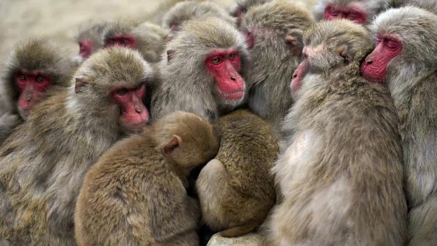 © Foto: ORF/DoclandYard Im Bild: Makaken in Japan.