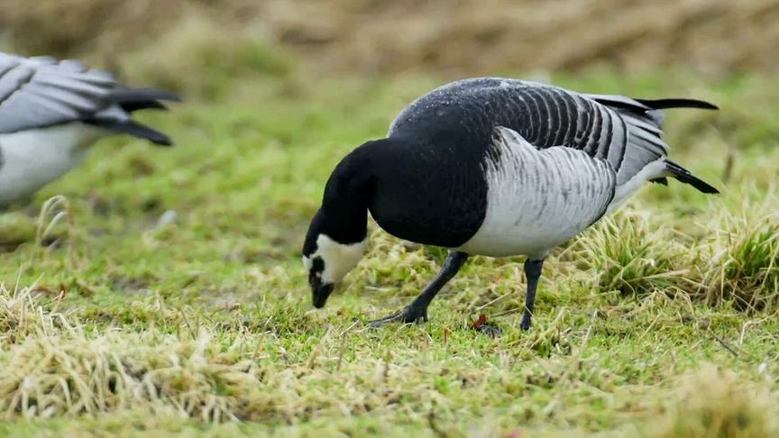 © Foto: ORF/DoclandYard Im Bild: Weißwangengänse in Norwegen.