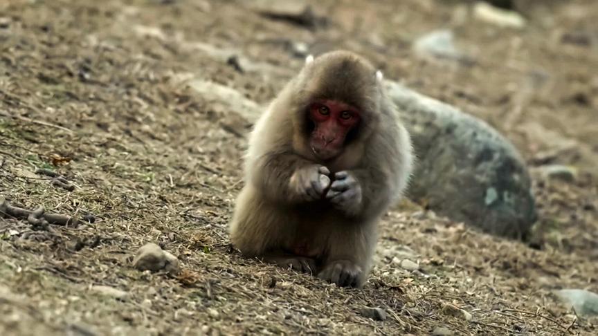 © Foto: ORF/DoclandYard Im Bild: Makaken in Japan.