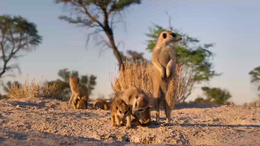 © Foto: ORF/DoclandYard Im Bild: Erdmännchen in der afrikanischen Kalahari-Wüste.