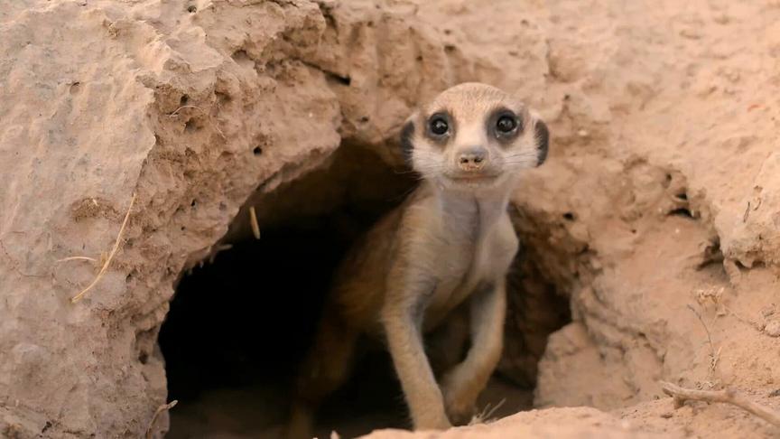 © Foto: ORF/DoclandYard Im Bild: Erdmännchen in der afrikanischen Kalahari-Wüste.
