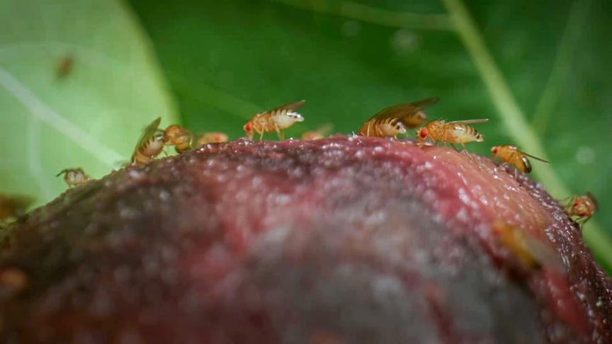 © Foto: ORF/DoclandYard Im Bild: Fruchtfliegen in Frankreich.