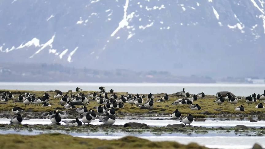 Im Bild: Weißwangengänse in Norwegen.