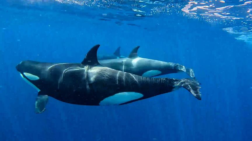 Im Bild: Orcas.