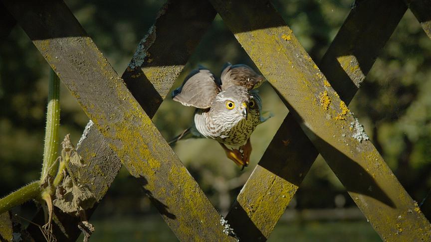 Im Bild: Mit seinen kurzen, abgerundeten Flügeln und langem Schwanz ist der Sperber ein wahrer Akrobat der Lüfte.