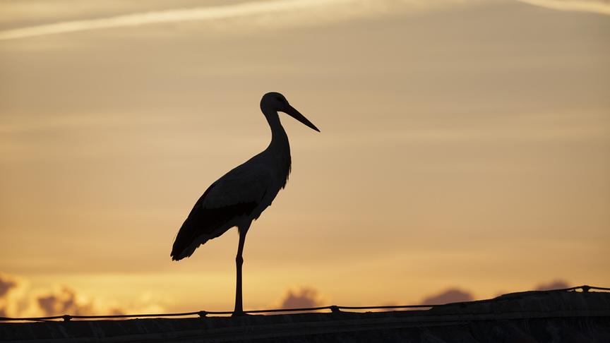 Im Bild: Jedes Jahr kommen Hunderte Weißstörche nach Alfaro, um in exklusiver Lage zu nisten.