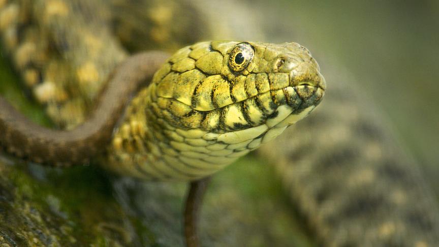 Im Bild: Die ungewöhnliche Jagdtechnik der Würfelnattern in Bojnice wurde erst vor kurzem entdeckt und noch nie zuvor gefilmt.