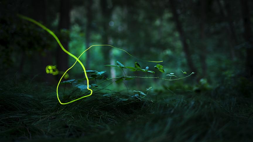 Im Bild: In Europa gibt es noch unberührte Waldgebiete, in denen das frühsommerliches Leuchten von Glühwürmchen voll zur Geltung kommt.