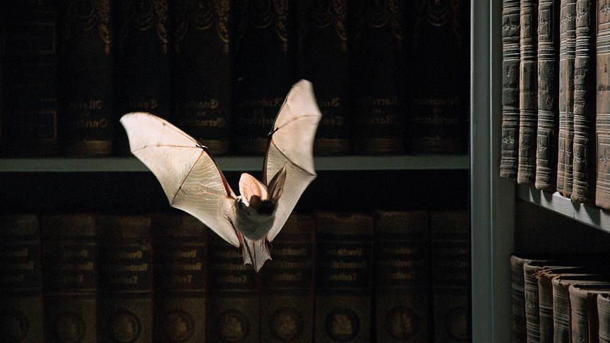 Im Bild: Seit Jahrhunderten sind Fledermäuse die wichtigsten Kammerjäger in der alten Palastbibliothek von Mafra.