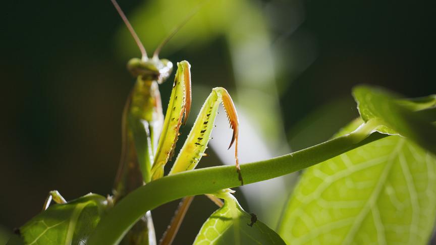 Im Bild: Bei Gottesanbeterinnen-Weibchen geht Liebe durch den Magen. Sie verspeisen die Männchen während sie sich mit ihnen paaren.
