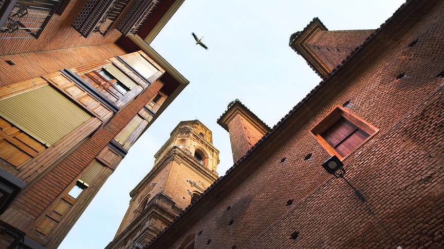 Im Bild: Unbemerkt von uns Menschen, leben viele Tiere in unserer direkten Nachbarschaft.