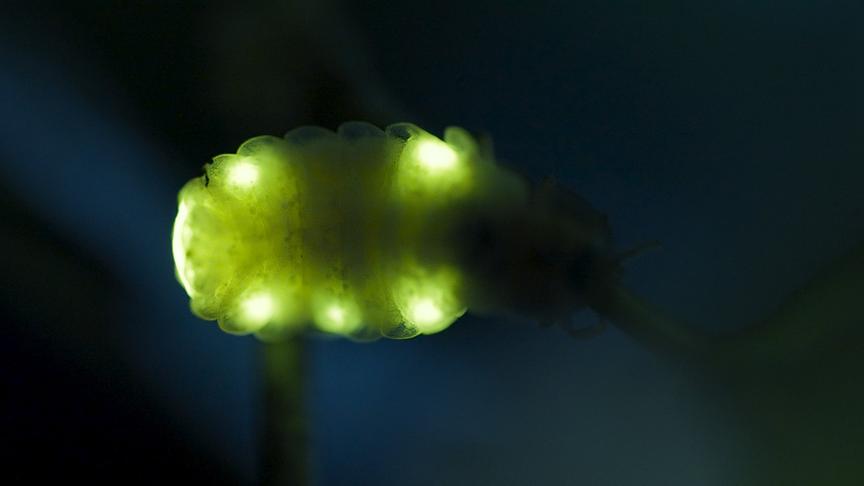 Im Bild: Glühwürmchen leuchten, um Partner zu finden, aber zwischen dem ganzen künstlichen Licht der menschgemachten Welt gehen ihre Signale immer öfter unter.