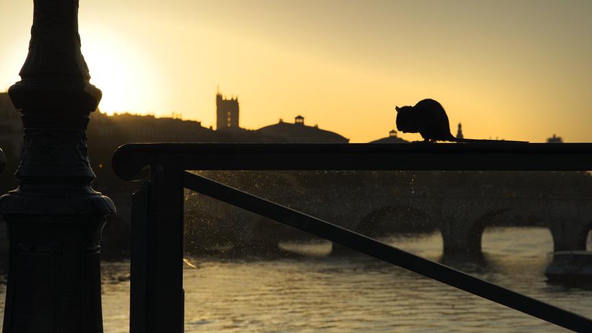 Im Bild: Mehr als sechs Millionen Ratten leben im Stadtzentrum von Paris, fast dreimal so viele wie Einwohner.