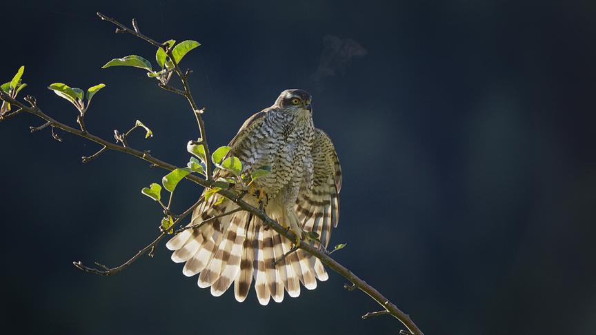 Im Bild: Ein Sperber kann innerhalb von Sekunden auf 50 Kilometer pro Stunde beschleunigen. Ihr Körperbau macht sie zur ultimativen Jägerin – lautlos und tödlich.