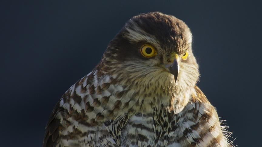 Im Bild: Ursprünglich waren Sperber auf die Jagd im Dickicht spezialisiert. Heute finden sie auch in unserer menschgemachten, struktrureichen Kulturlandschaft, ideale Lebensbedingungen.