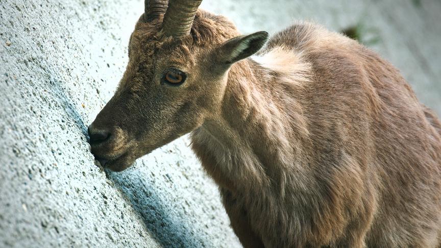 Im Bild: Die Salzkruste auf dem Beton des Staudamms ist eine wichtige Nahrunsquelle für Alpensteinböcke.