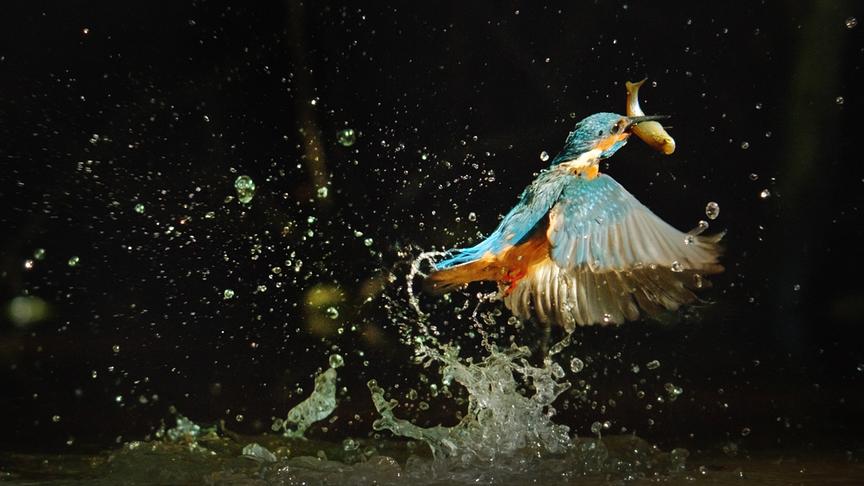 Im Bild: Mit rund 6.000 Tier- und Pflanzenarten ist das Donaudelta mit Abstand der artenreichste Lebensraum Europas.