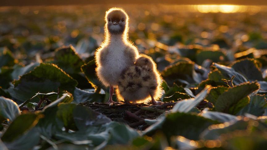 Im Bild: Das Donaudelta ist eines der größten Feuchtgebiete der Welt und das Zuhause von über 300 Vogelarten.