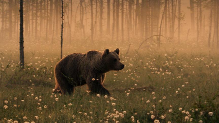 Im Bild: Hochmoore sind extrem nähstoffarme Lebensräume, nur selten verirren sich größere Tiere hierher.
