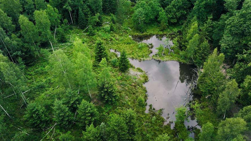 Im Bild: Durch das Fällen von Bäumen und die Vernässung der Landschaft, entstehen neue Lebensräume mit einer großen Vielfalt an Tieren und Pflanzen.