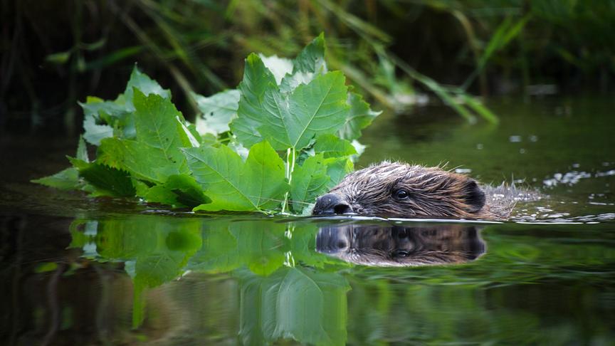 Im Bild: Europäische Biber hatten es lange Zeit schwer, denn überall in Europa musste unberührte Natur Fabriken weichen, Flüsse wurden verpestet und ganze Ökosysteme zerstört.